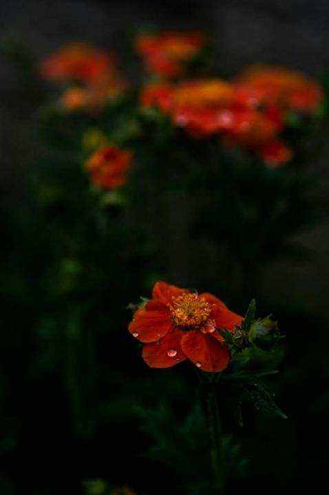 Studio tools and florals